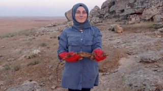Sarnıca düşen çöl varanı kurtarıldı