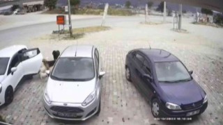 Şaşkına çeviren köpek hırsızlığı