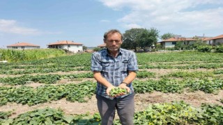 Selendide kornişon salatalık hasadı başladı