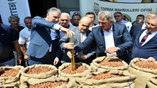 Sezonun ilk fındığı TMO tarafından 56 TL 10 kuruştan alındı