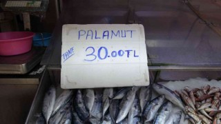 Sezonun ilk palamutları 30 liradan tezgâhlarda