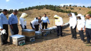 Sincikte bal sağım sezonu başladı
