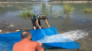 Sinopta iç sulara 2 milyon 697 bin sazan takviyesi