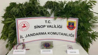 Sinopta uyuşturucu operasyonunda 63 kök kenevir ele geçirildi