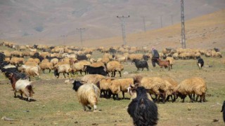 Şırnakta göçerler yayla yolunda