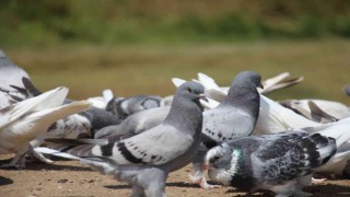 Sivas güvercini tescillenme yolunda, sona yaklaşıldı