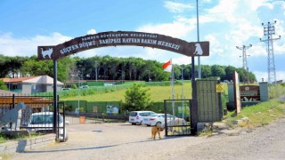 Sokak hayvanları ve yasaklı ırklara konforlu alan