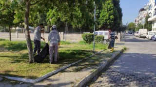 Söke Belediyesi Park İşleri Ekipleri çalışmalarında hız kesmiyor