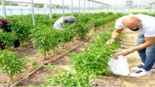 Solucan gübresiyle üretilen ürünlerin hasadına başlandı