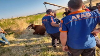 Sulama kanalına düşen inek kurtarıldı