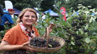 Süper meyve aronyada hasat mutluluğu