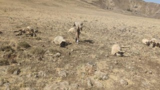 Şüpheli şahısların otomatik tüfeklerle etrafa rastgele ateş açmaları sonu 20 koyun telef olurken, 20 koyun da yaralandı