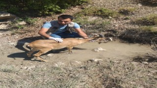 Sürüye karışan yaban keçisi doğaya bırakıldı