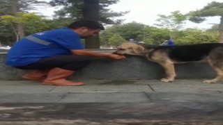 Susuz kalan köpeğe eliyle su içirdi
