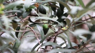 Tarihi Trabzonda milattan önceye dayanıyor ama bugünlerde adı var kendisi yok