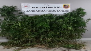 Tarlalarına kenevir eken şahıslara jandarma operasyonu