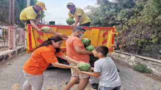 Tarsus Belediyesi, halka 6 ton karpuz dağıttı