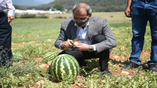 Tarsusta hasadı yapılan karpuzlar halka ücretsiz dağıtılacak