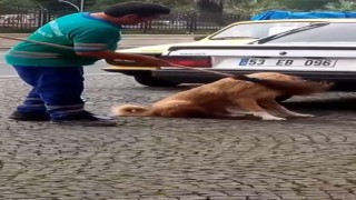 Temizlik personeli süpürgeyle sokak köpeğinin sırtını kaşıdı o anlar cep telefonuna yansıdı