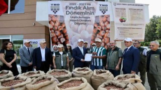 TMO Giresunda fındık alımına başladı