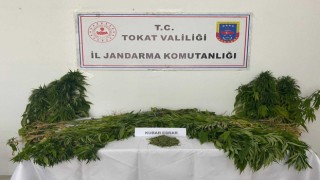 Tokatta uyuşturucu operasyonu, bir kişi tutuklandı