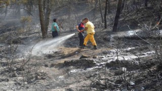Tokattaki orman yangınında 5 dönümlük alan zarar gördü