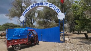 Tokat’tan getirilen Koç, Osmaniye’deki Emekli Hayvanlar Çiftliğine konuldu