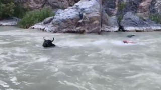 Tonluk boğasıyla Çoruh Nehrini yüzerek karşıdan karşıya geçti