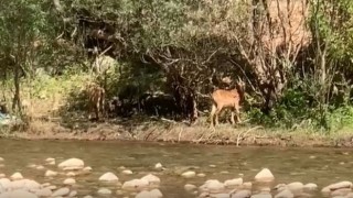 Tuncelide koruma altındaki yaban keçileri görüntülendi