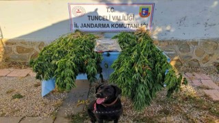 Tuncelide uyuşturucu operasyonu