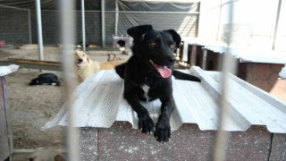 Turgutluda gıda atıkları sokak hayvanlarına mama oldu
