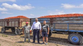 Türkiyenin salçalık domatesinin yüzde 40ını karşılayan Karacabeyde hasat başladı