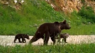 Uludağda yaban hayatı