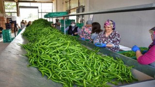 Üretken belediyecilik bilimin gündeminde