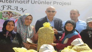 Uşak ili için alternatif yeni bir ürün; Safran