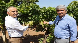 Üzümde salkım güvesine karşı biyoteknik mücadele