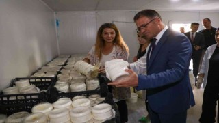 Vali Ozan Balcı, Van otlu peynirini mayaladı