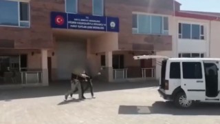 Vanda 7 organizatör tutuklandı