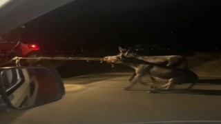 Vicdansız sürücü, traktörün arkasına bağladığı eşekleri sürükleyerek götürdü