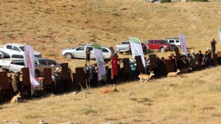 Yaban koyunları doğaya salındı