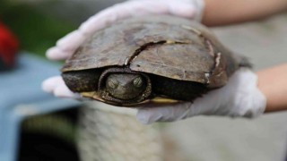 Yaralı halde bulunan kaplumbağa tedavi edildi