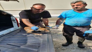 Yaralı halde bulunan tilki tedavi altında