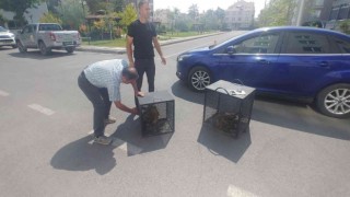 Yaralı kartallara yardım eli