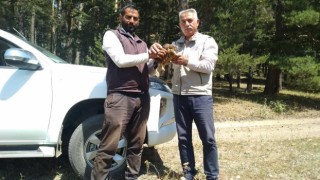 Yaralı kızıl şahin tedavi altına alındı