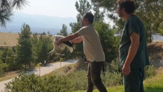 Yaralı leylek tedavisinin ardından özgürlüğe kanat çırptı