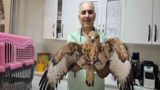 Yaralı şahin ve yavru ibibik koruma altına alındı