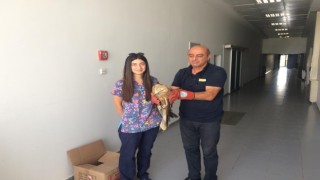 Yaralı Şahine Yardım Eli