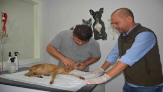 Yavru karaca hayata döndürüldü