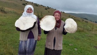 Yaylada gezerken buldu, görenler gözlerine inanamadı