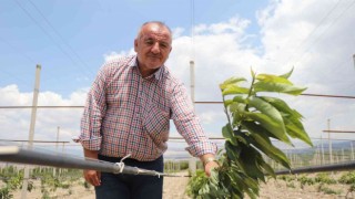 Yerden hasat edilecek bodur kirazlar üreticinin maliyetini azaltacak